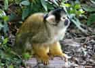 動物図鑑・ボリビアリスザル 4